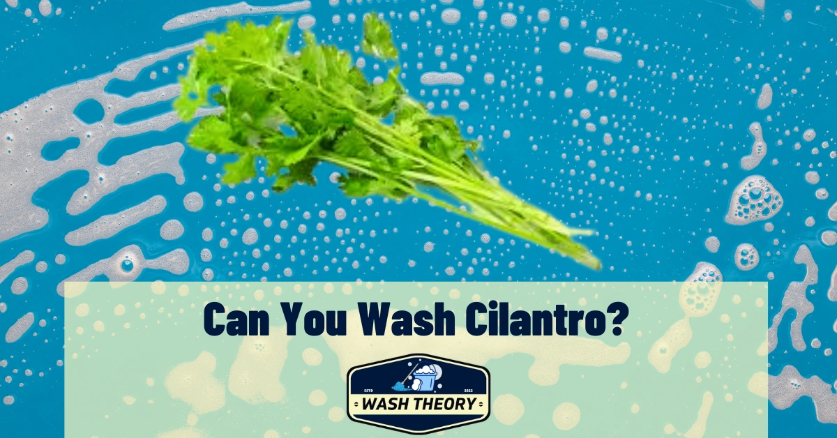 Can You Wash Cilantro